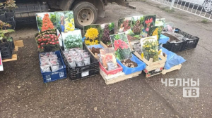В Челнах начались продажи саженцев на стихийных рынках