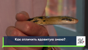 В Татарстане объяснили массовое появление змей этой весной