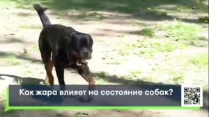 Жара опасна для собак: как защитить питомца от перегрева