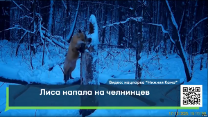 Вела себя агрессивно