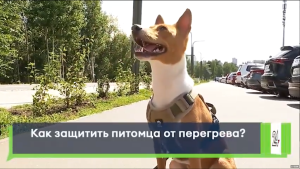 Как защитить собак от жары: признаки перегрева у питомцев