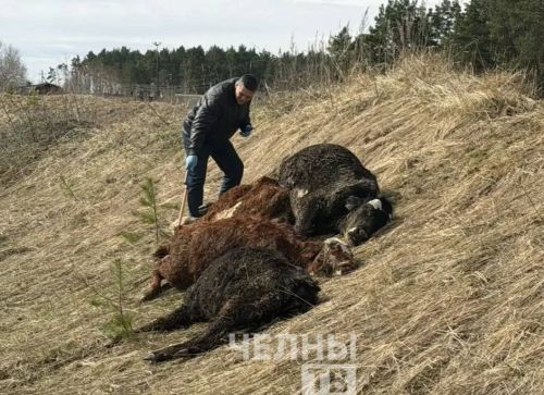 Под Челнами нашли мертвых телят, начата ветеринарная проверка
