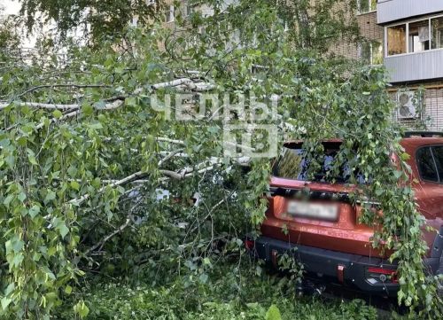 В Челнах упавшее дерево повредило два автомобиля во дворе дома