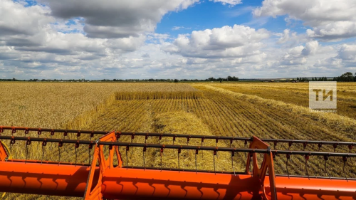 Как Татарстан развивает сельское хозяйство в рамках нацпроектов