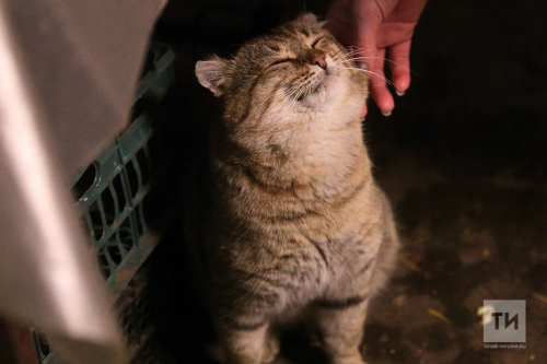 Как уберечь питомца в Новый год: ветеринары Татарстана о главных рисках