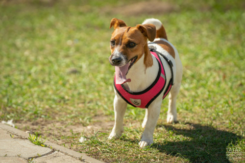 В России предложили ввести налог на выгул собак