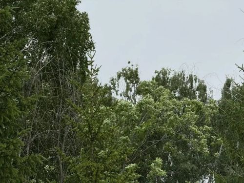 МЧС предупредило жителей Татарстана о грозах и сильном ветре 15 июня